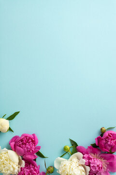 Spring peonies concept. Above vertical view photo of empty space surrounded by pink and white peonies, buds and petals on isolated light teal background with copy-space
