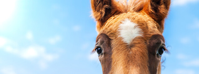 Portrait of a foal, close-up of the head of a young horse, against a clear blue sky. One-year-old...