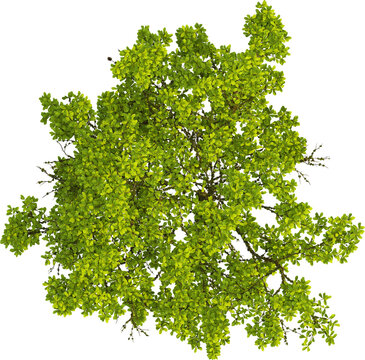 recommend clip art: Top view of Quercus Variabilis tree