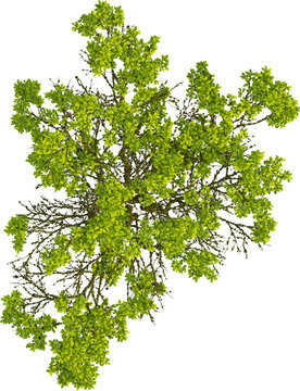 recommend clip art: Top view of Quercus Variabilis tree