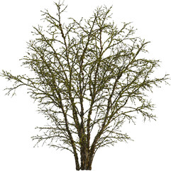 Side view of dead tree