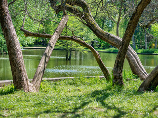 Fototapeta premium Large tree trunks reflecting in the water ofa a lake. Spring summer landscape in Titan Park in Bucharest, Romania.