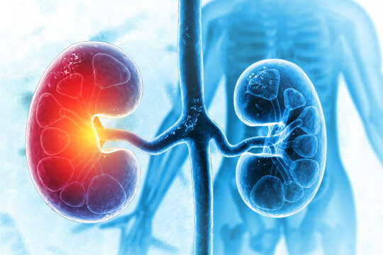 The kidneys are two bean-shaped organs. kidney disease. 3d illustration