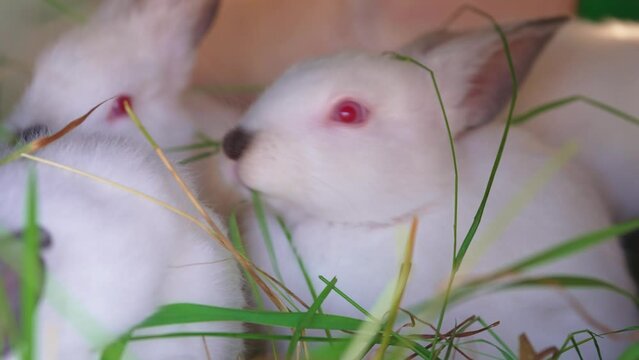 the muzzles of small white rabbits. Breeding rabbits on the farm. 