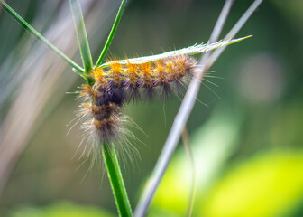 Caterpillar on a blade of grass