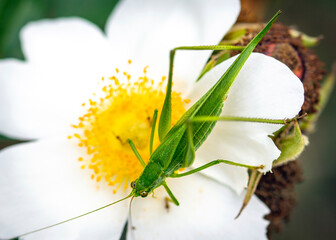 Large green insect on white wild rose