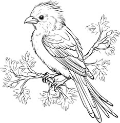 Bird Illustration