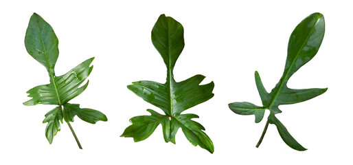 Philodendron Florida Green leaf, Lobed Philodendron is evergreen hybrid plant. It's ornamental climber plant with lovely dark-green large leaves. Isolated on white background, PNG file. Thailand. © Bussaba