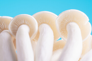 White beech mushrooms or Shimeji mushroom on a blue background with copy space. Fresh uncooked bunapi white shimeji edible mushrooms