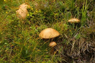 Edible wild mushrooms in forest. Slippery jack edible bolete mushrooms (Suillus luteus) near Alesund, Norway.