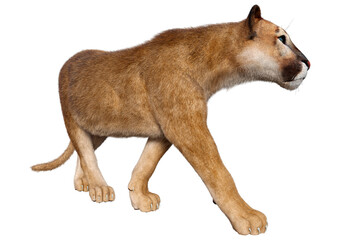 3D Rendering Big Cat Puma on White