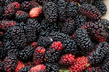 Mulberry fruit (Morus Alba L.). This fruit has a sweet and sour taste. The leaves of this fruit...