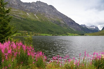Norway summer view with pink flowers. Eidsvatnet lake near Geiranger and fireweed flowers (Chamaenerion angustifolium).