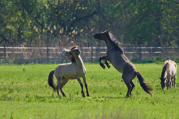 Amazing wild horses on wild meadow in early spring.