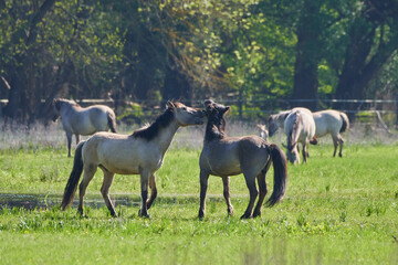 Naklejka na ściany i meble Amazing wild horses on wild meadow in early spring.