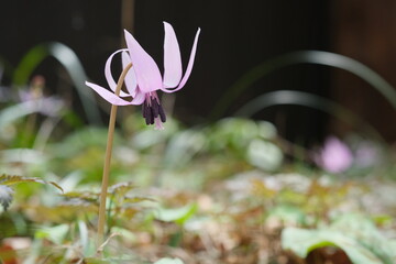 春の妖精、カタクリの花。