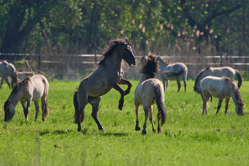 Obraz premium Amazing wild horses on wild meadow in early spring.