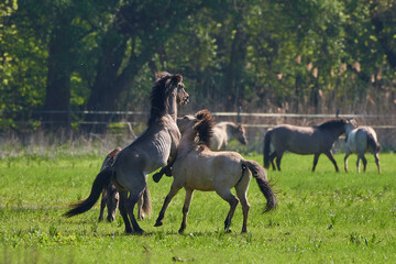 Fototapeta na wymiar Amazing wild horses on wild meadow in early spring.