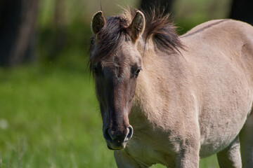 Obraz premium Amazing wild horses on wild meadow in early spring.