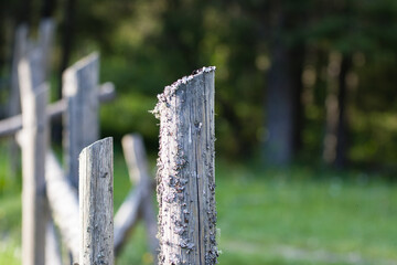 Fototapeta premium a fence of spruce beams