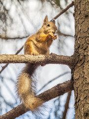 The squirrel with nut sits on tree in the autumn. Eurasian red squirrel, Sciurus vulgaris.