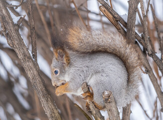 Fototapeta premium The squirrel with nut sits on tree in the winter or late autumn