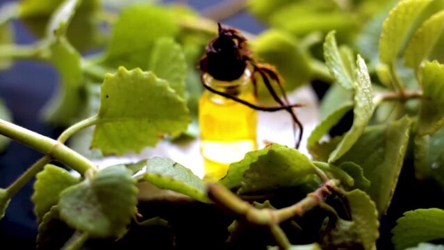 Classy dolly shot of Ajwain Oil or caraway seeds Oil or Trachyspermum ammi Oil along with its leaves on a wooden surface, HD footage 24 FPS.
