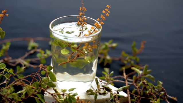 Cinematic shot of tulsi or basil leaf extract in a glass along with fresh basil leaves beside it on a  wooden surface, Dolly shot of holy basil (Ocimum basilicum) HD footage 24FPS.