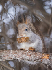 The squirrel with nut sits on tree in the winter or late autumn