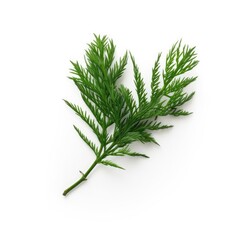 Hemlock needle leaf isolated on white background. Generative AI