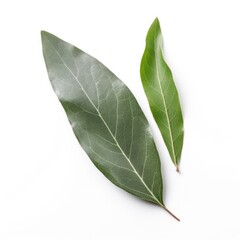 Obraz premium Willow leaf isolated on white background. Generative AI