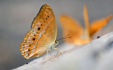 Close-ups of beautiful brown butterflies with blurred backgrounds can be found anywhere in Thailand. insect beauty concept wild animals in the rainy season