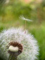 dandelion seed head