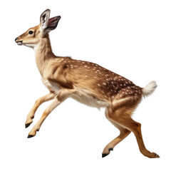 roe deer isolated on transparent background cutout