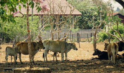 Naklejka na ściany i meble Herd of cows in Laos countryside, close to the mekong river in champasak, near Pakse, Laos