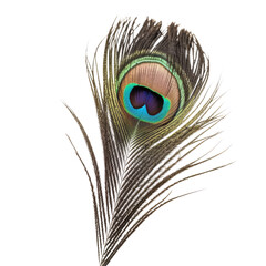 peacock feather isolated on transparent background cutout