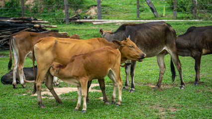Naklejka na ściany i meble Herd of cows in Laos countryside, with 2 kids in the background, near Pakse