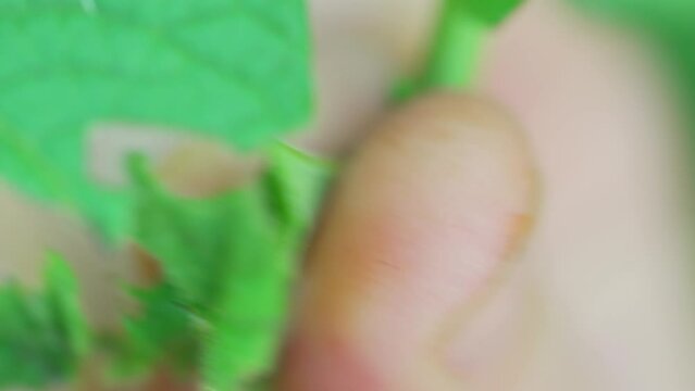 close-up. Macro photography of fingers crush a Colorado potato beetle