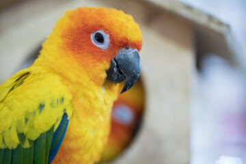 Closeup cute parrots near birdhouse.Beautiful sun cornure parrots sit in wood cage.Lovely pet concept.