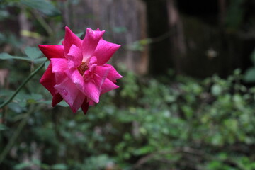 beautiful pink indian rose