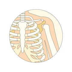 Chest Skeleton Icon