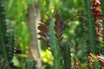Euphorbia trigona rubra, red dragon cactus in the garden. kaktus red dragon