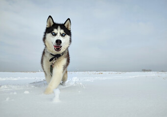 black and white siberian husky with blue eyes walks in the snow in winter against the background of the evening sky.