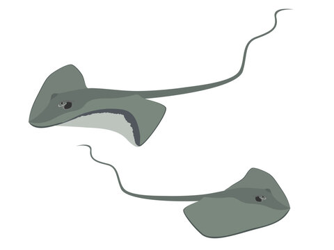 Urogymnus polylepis on white background.