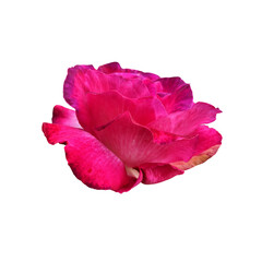 Red isolated rose without leaves delicate flower branch, cutout object for decor, design, invitations, cards, soft focus and clipping path