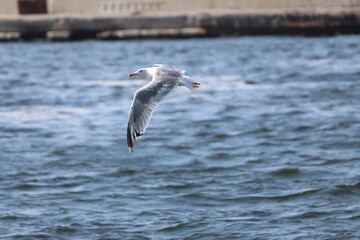 seagull in flight