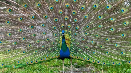 Obraz premium Peacock with feathers out