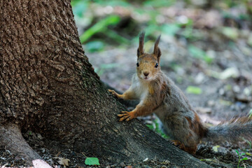 squirrel in the forest