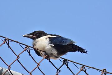 Baby magpie on a wire fence. It´s time to learn to fly