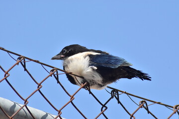 Baby magpie on a wire fence. It&acute;s time to learn to fly